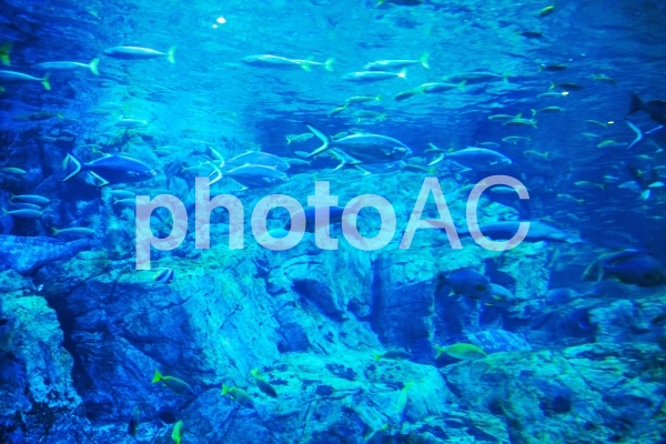 うみたまご 大回遊水槽 うみたまご 大回遊水槽の写真