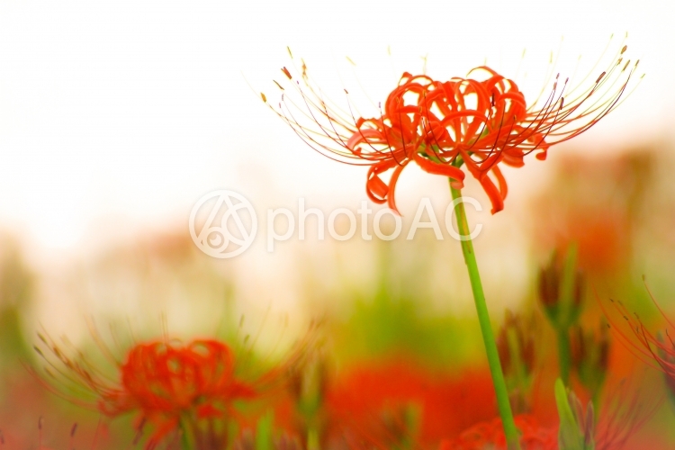 彼岸花 No 252273 写真素材なら 写真ac 無料 フリー ダウンロードok