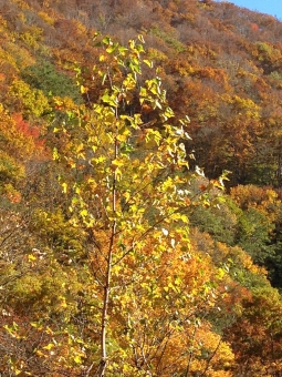 紅葉山の写真素材 写真素材なら 写真ac 無料 フリー ダウンロードok