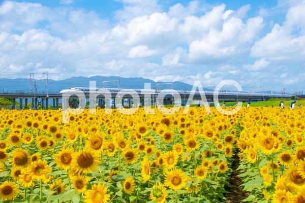 ひまわり畑と新幹線の写真