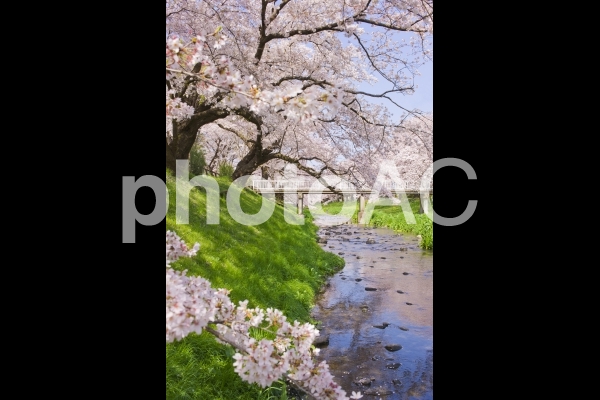 小川沿いの桜 小川沿いの桜の写真