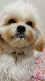 空 sky 白 white 犬 dog 動物 animal 子犬 焼き芋 可愛い cute 癒し pet ペット 男の子