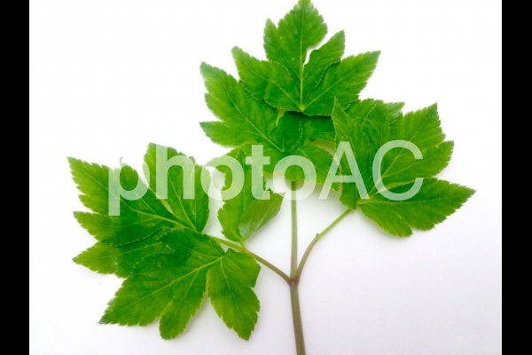 明日葉1 明るめ 明日葉1 明るめの写真