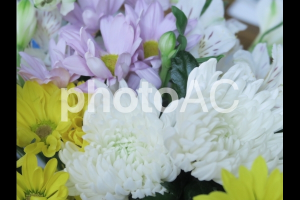 菊の花 菊の花の写真