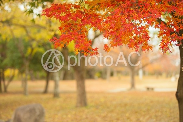 秋の風景10 秋の風景10の写真