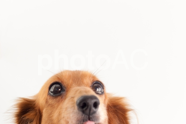 ミニチュアダックスフンド No 写真素材なら 写真ac 無料 フリー ダウンロードok