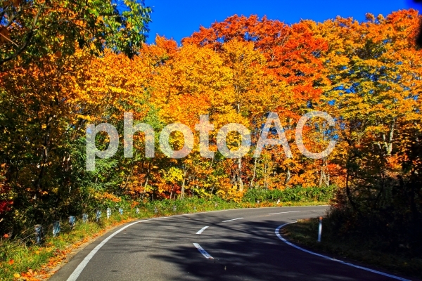 紅葉の道をドライブ 紅葉の道をドライブの写真