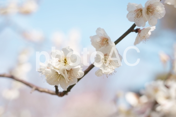 白い梅の花と空 冬の終わりの昼間 白い梅の花と空 冬の終わりの昼間の写真