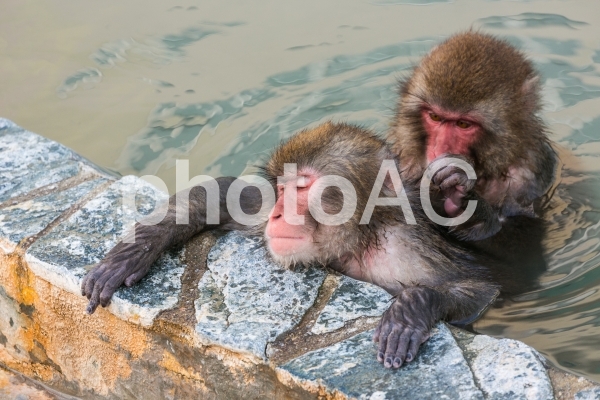 サルと温泉 サルと温泉の写真