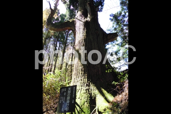 御岳山の天狗の腰掛け杉1 御岳山の天狗の腰掛け杉1の写真