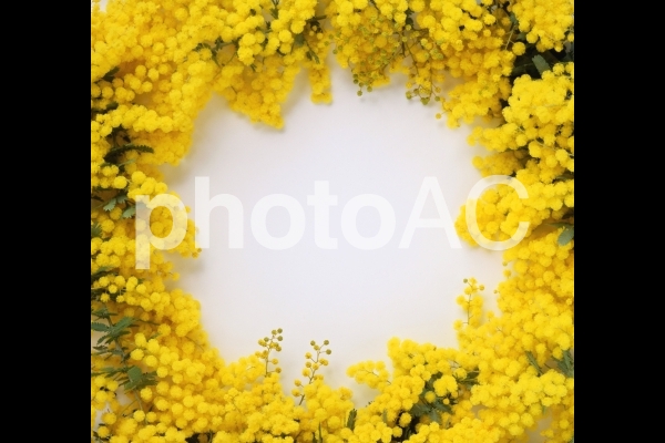 ふわふわミモザの花びら、フレーム素材 ふわふわミモザの花びら、フレーム素材の写真