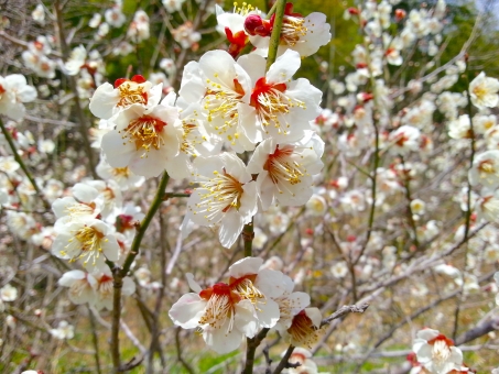 美しい花の画像 ベスト南高梅 花