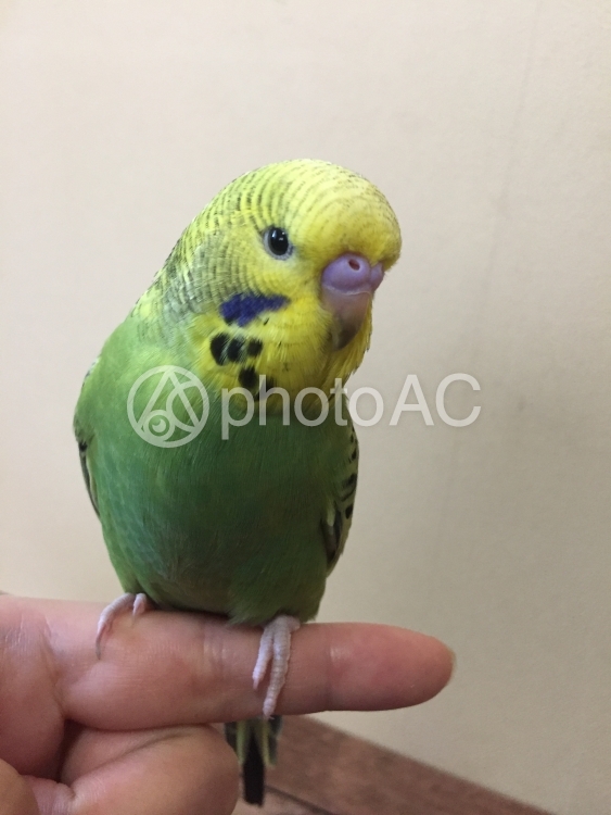 ジャンボセキセイインコ No 写真素材なら 写真ac 無料 フリー ダウンロードok