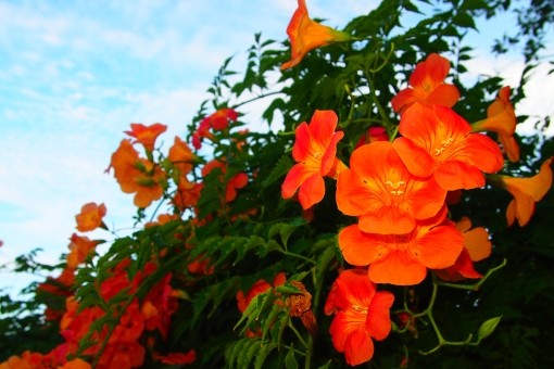 加入 比喩 ブリリアント の う ぜん かつら 英語 Chichibuno Soba Com