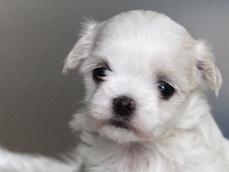 すべての動物の画像 50 マルチーズ イラスト 無料