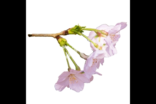 桜_8 桜_8の写真