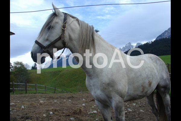 牧場で寂しく佇む白馬 牧場で寂しく佇む白馬の写真