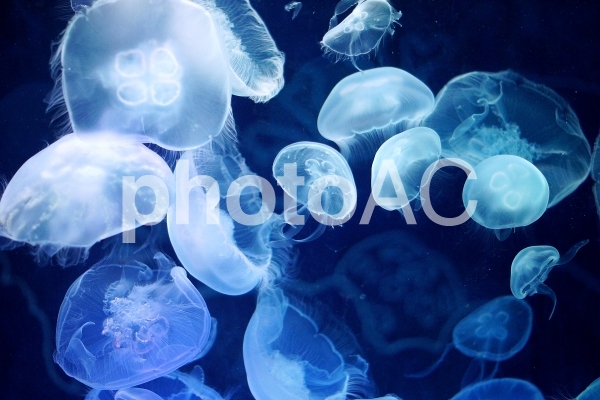水族館-2 水族館-2の写真