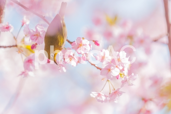 早咲きの桜とメジロ 早咲きの桜とメジロの写真