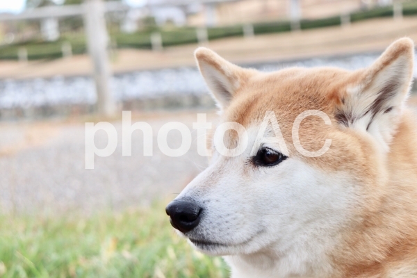 柴犬 たそがれ 柴犬 たそがれの写真