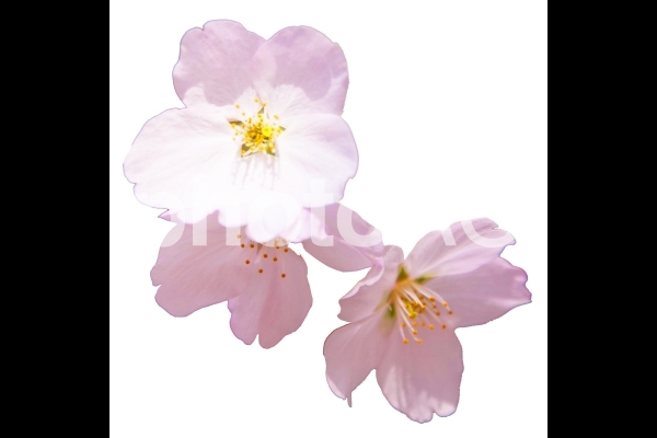 桜_5 桜_5の写真
