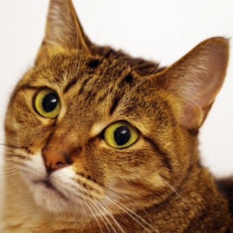 ネコの待ち受けの写真素材 写真素材なら 写真ac 無料 フリー ダウンロードok