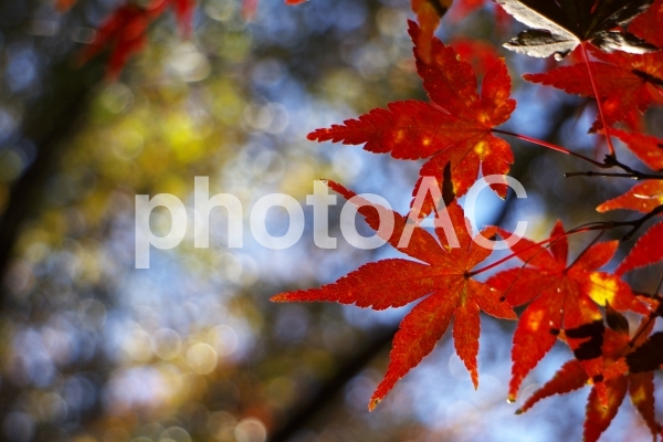 紅葉 紅葉の写真