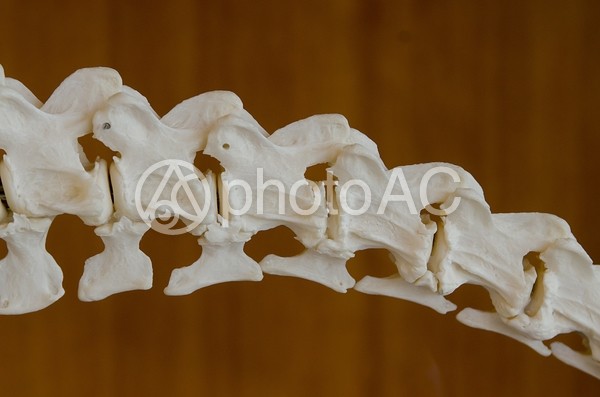 動物の骨5 動物の骨5の写真