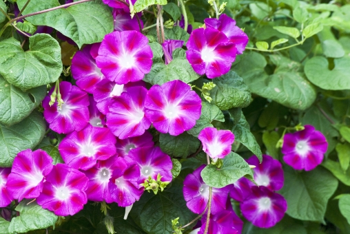 アサガオの写真素材 写真素材なら 写真ac 無料 フリー ダウンロードok