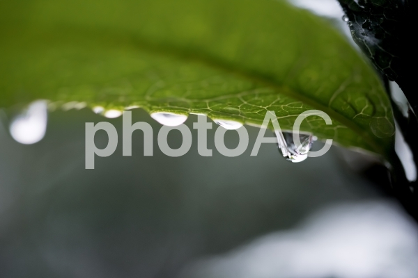 水が滴る葉 水が滴る葉の写真