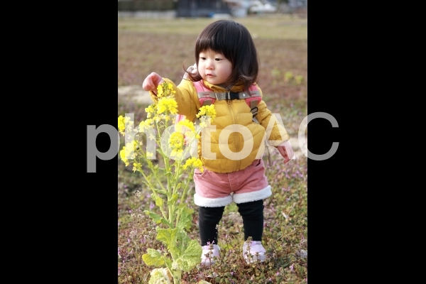 菜の花観察 菜の花観察の写真