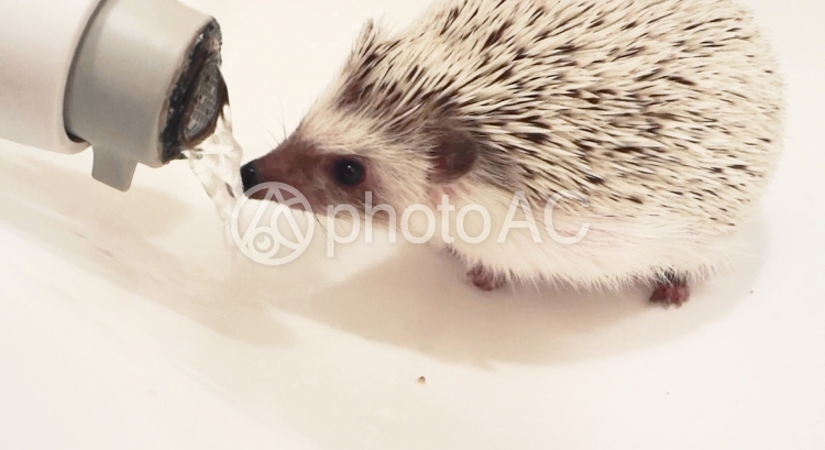 ハリネズミの水飲み No 写真素材なら 写真ac 無料 フリー ダウンロードok