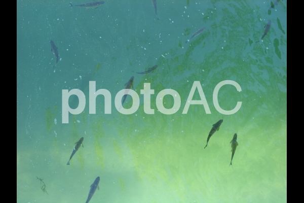 水の中で泳ぐ小さな魚たち 水の中で泳ぐ小さな魚たちの写真