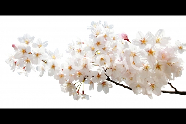 満開の桜-白背景 満開の桜-白背景の写真