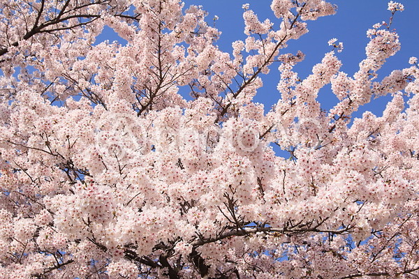 青い空と満開の桜 青い空と満開の桜の写真