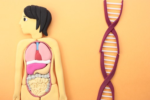 人体模型とDNA クレイアート アート 芸術 作品 作る 粘土 模型 デフォルメ 赤色 白色 ねじれる 交差 繋がる DNA 遺伝子 人物 人体 人間 人体模型 内臓 胃 腸 大腸 小腸 肺 心臓 血管 食道 肝臓 サイエンス 医療 医学 科学 教育 生命 構造 解剖 研究 オレンジ背景 室内 屋内