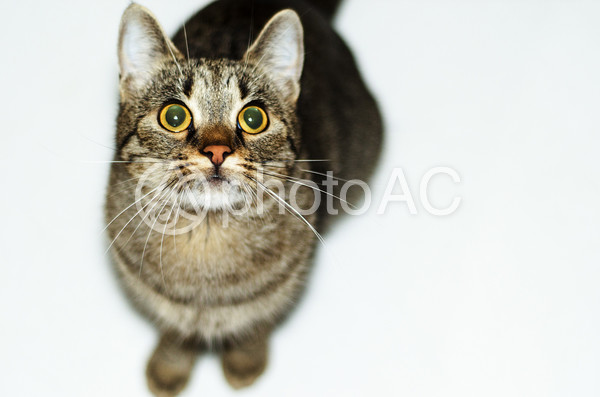 見上げる猫 見上げる猫の写真