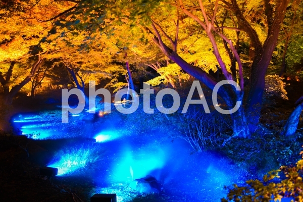 六義園の紅葉ライトアップ 六義園の紅葉ライトアップの写真