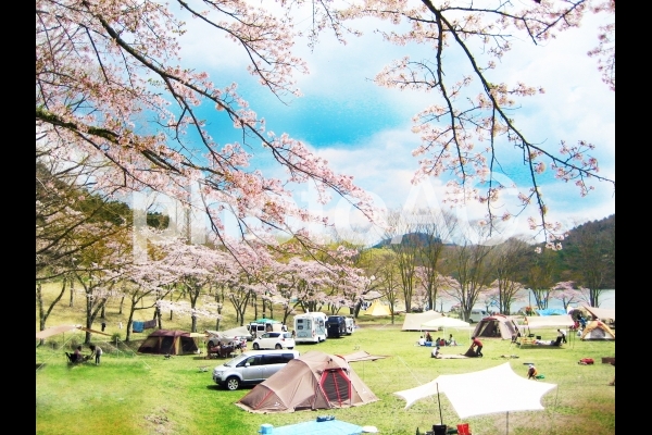 桜 キャンプ場 桜 キャンプ場の写真