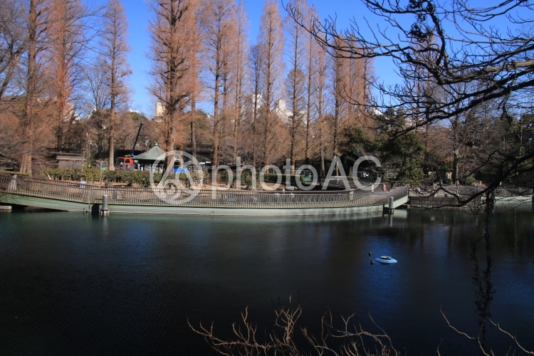井の頭公園自然文化園 No 2237500|写真素材なら「写真AC」無料(フリー)ダウンロードOK 井の頭公園自然文化園 No 2237500|写真素材なら「写真AC」無料(フリー)ダウンロードOK