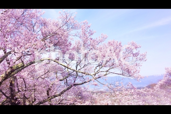 春爛漫 満開の桜テクスチャ6 春爛漫 満開の桜テクスチャ6の写真