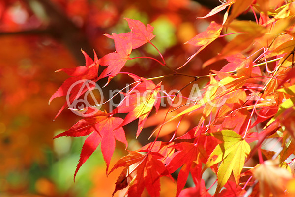 化野念仏寺の紅葉 化野念仏寺の紅葉の写真