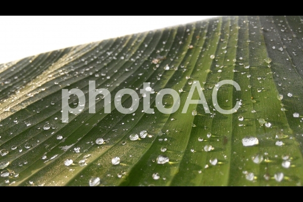 Borneo 朝露の光 Borneo 朝露の光の写真