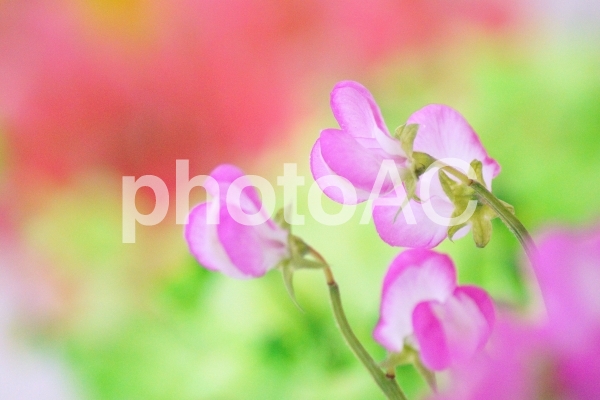 春の花-14 春の花-14の写真