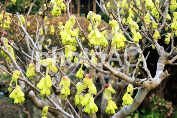 庭木にイペーの木南国感漂う鮮やか黄色の花が春に咲きます。庭を