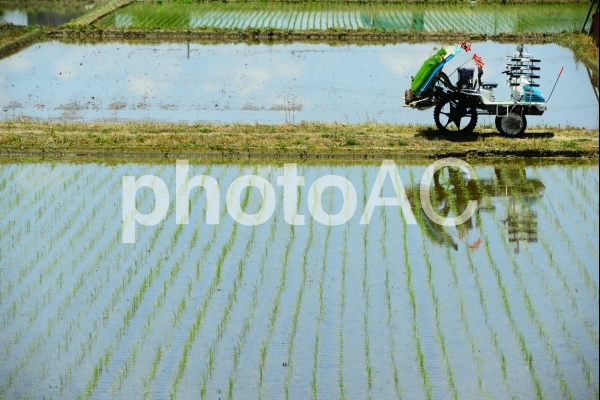 農業、田植え 農業、田植えの写真