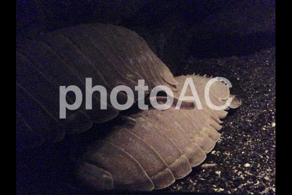 ダイオウグソクムシ ダイオウグソクムシの写真