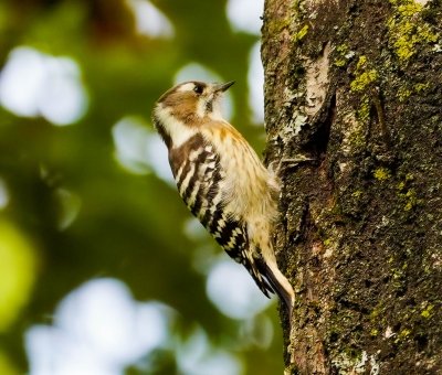 心に強く訴える キツツキ 画像 新鮮な画像無料