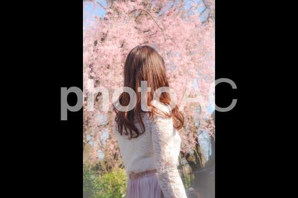 桜を見る女性の後ろ姿 桜を見る女性の後ろ姿の写真