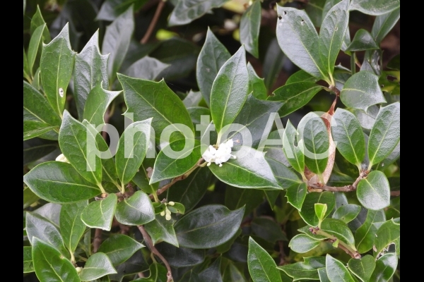 樹木医師が教える 縁起の良い庭木 庭のお医者さんに教えてもらう